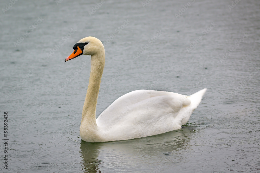 Frueh Jahr am Weiher Lenz Jung Schwan Frueh Jahr am Weiher Lenz Jung Schwan