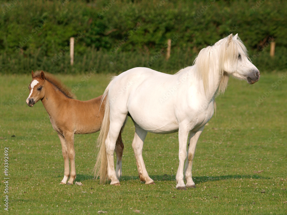 Pretty Mare and Foal Pretty Mare and Foal