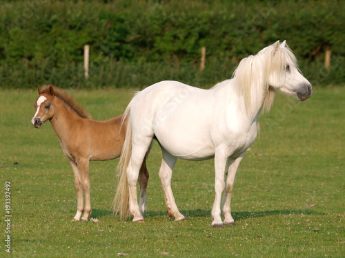 Pretty Mare and Foal