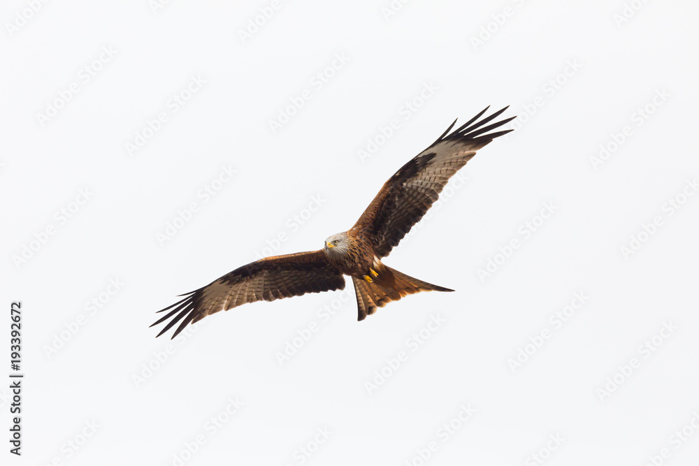 Obraz premium close view red kite bird in flight (milvus milvus), spread wings