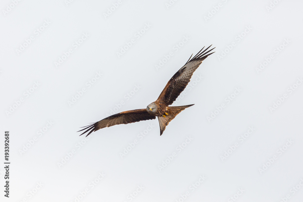 portrait flying red kite bird (milvus milvus), spread wings, white background portrait flying red kite bird (milvus milvus), spread wings, white background
