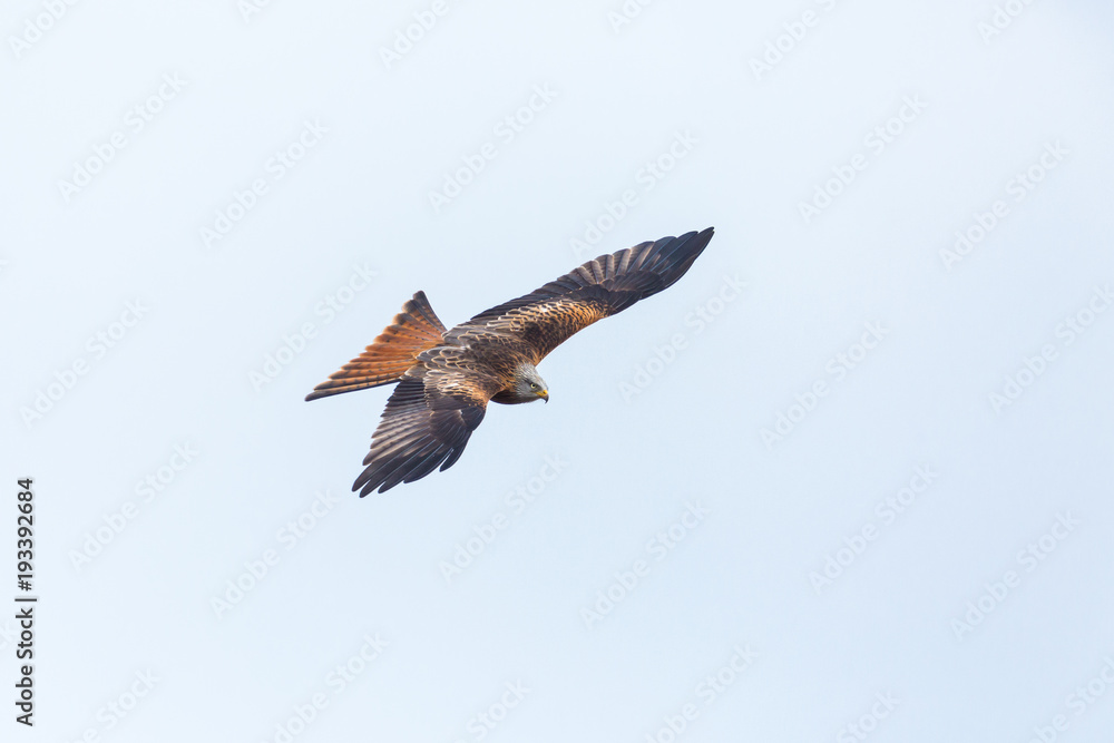 red kite bird in flight (milvus milvus), spread wings, white background red kite bird in flight (milvus milvus), spread wings, white background