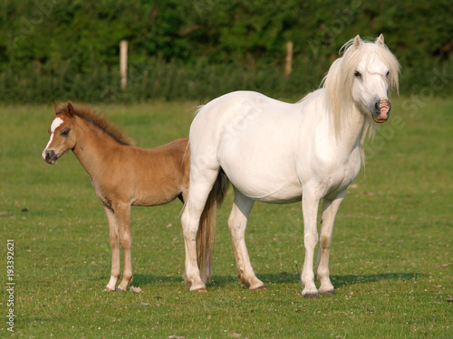 Pretty Mare and Foal © Nigel Baker
