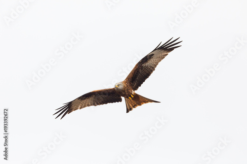 close view red kite bird in flight  milvus milvus   spread wings