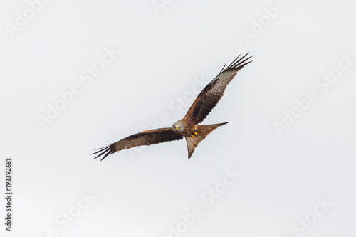 portrait flying red kite bird (milvus milvus), spread wings, white background © Pascal Halder