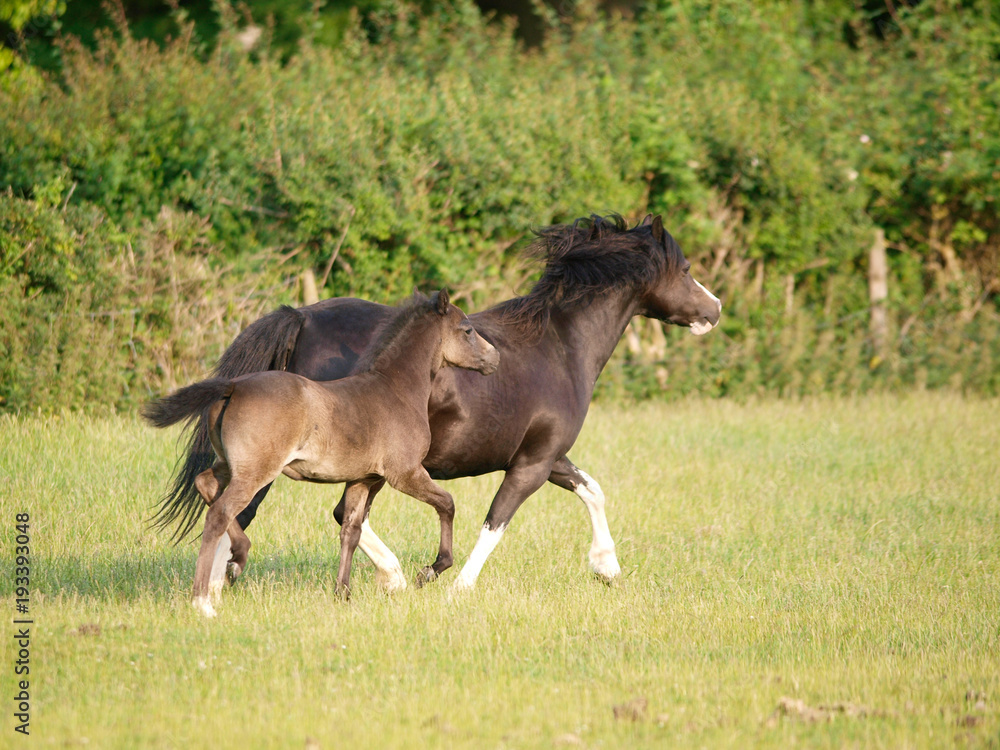 Fototapeta premium Pretty Mare and Foal