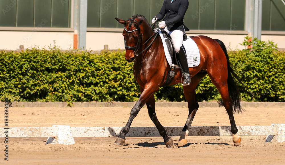 horse in dressage in different garden. horse in dressage in different garden.