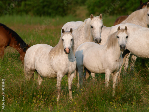 Herd Of Horses