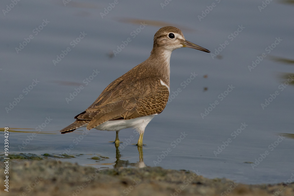 bird, sandpiper, wildlife, shorebird bird, sandpiper, wildlife, shorebird