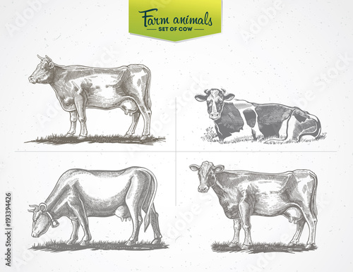 Cows in graphic style, a set of  vector illustration of four images