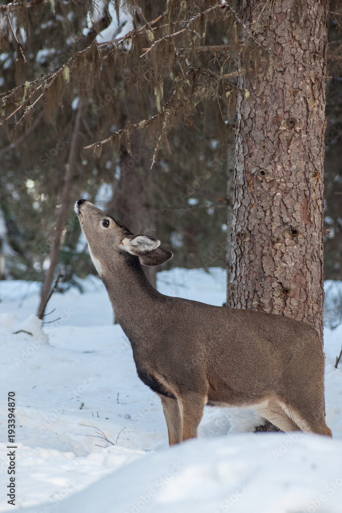 Whitetail Deer reaching for Lichen Whitetail Deer reaching for Lichen