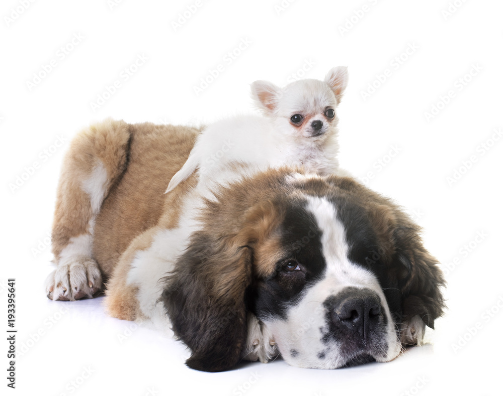puppies chihuahua and saint bernard