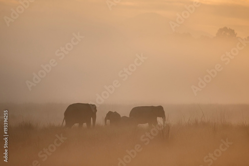 Asian elephants walk in the nature habitat during golden sunrise. Elephants in the magical morning fog in corbett national park. Misty mornig in India. Jim Corbett  s park. Elaphus maximus.
