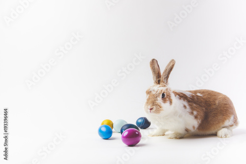 Easter eggs painted in different colors and rabbit, easter concept