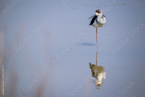 Black-winged stilt (Himantopus himantopus)