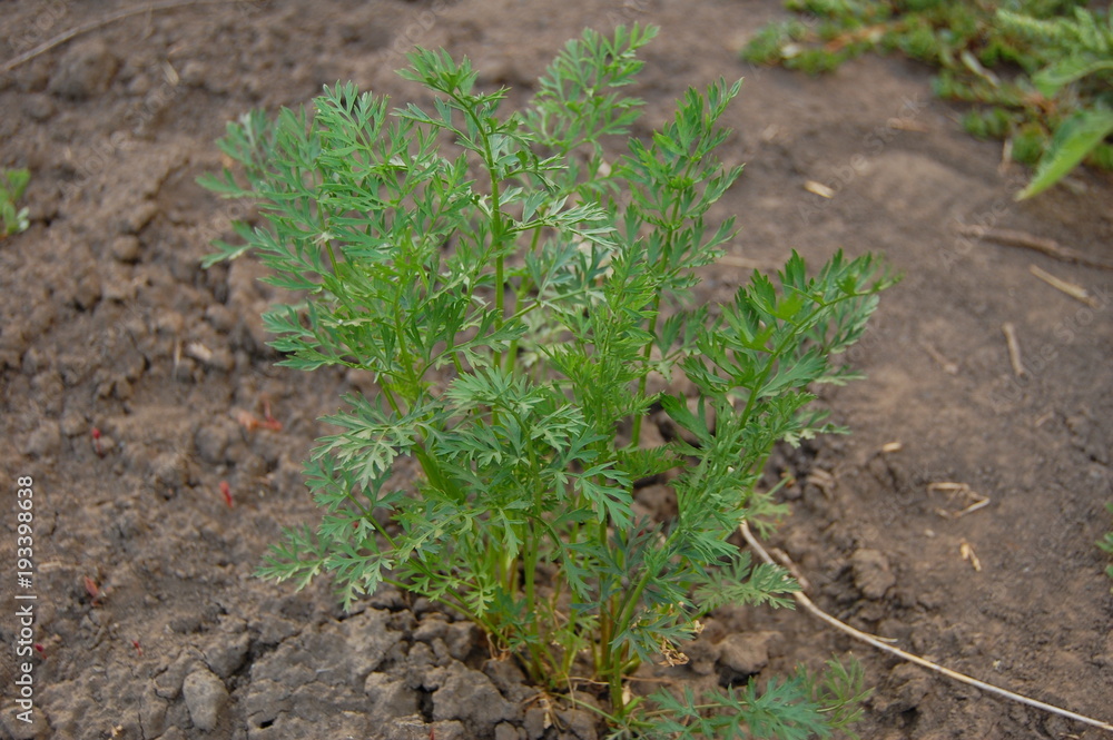 Daucus carota subsp. sativus Daucus carota subsp. sativus