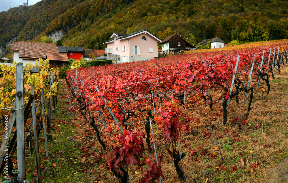 panorama of autumn vineyards in Switzerland