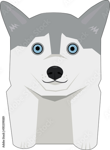 husky with blue eyes