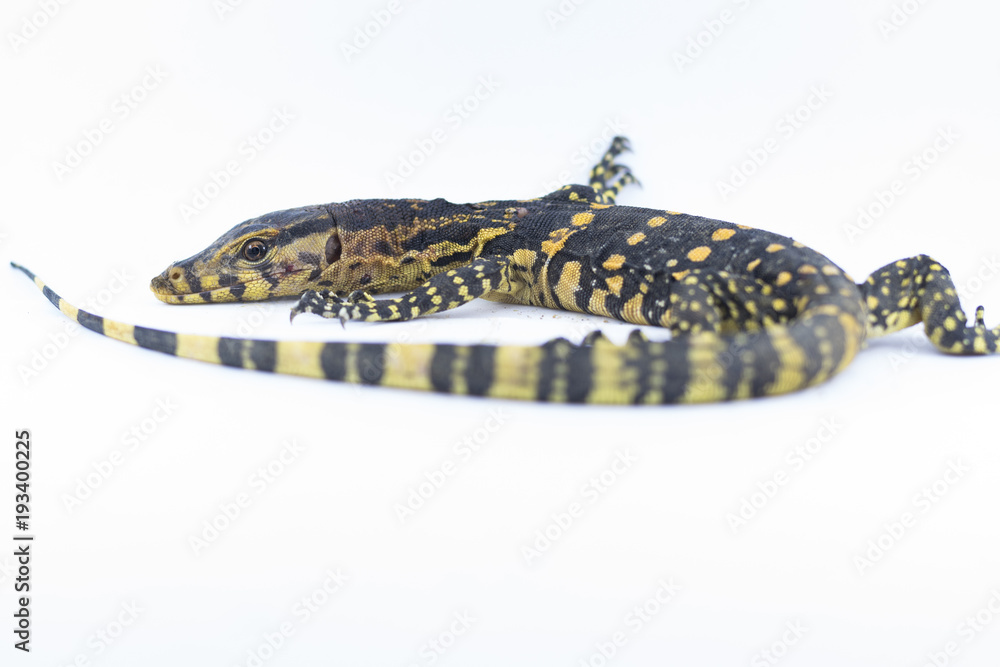 Monitor lizard (Varanus salvator) on a white background Monitor lizard (Varanus salvator) on a white background