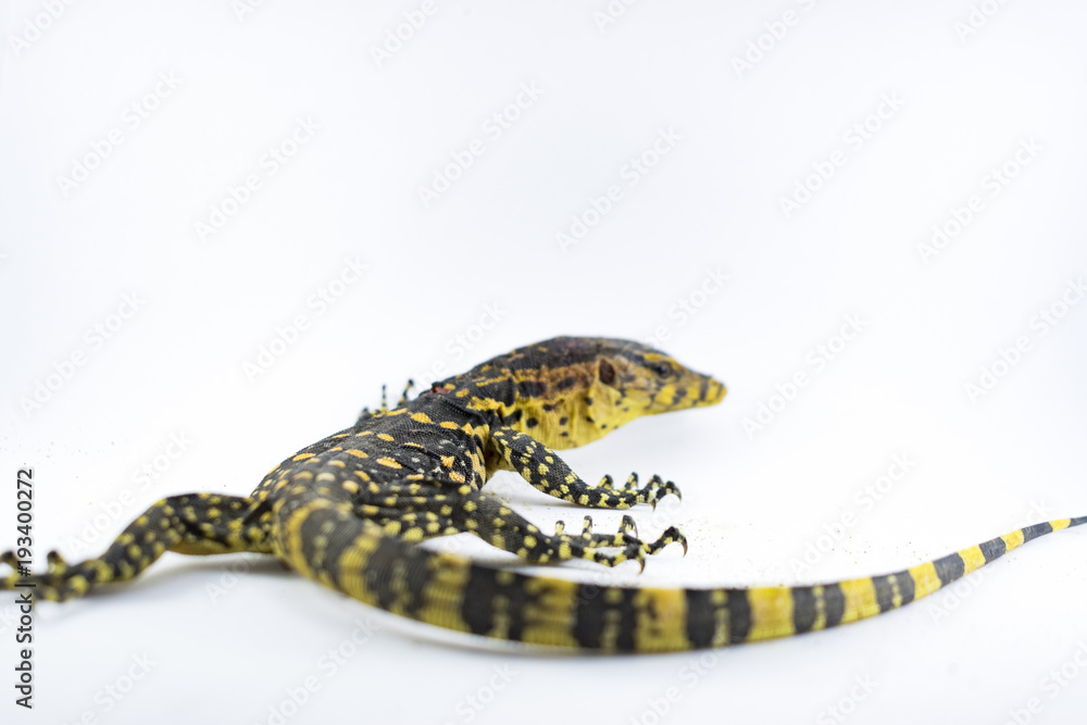 Monitor lizard (Varanus salvator) on a white background