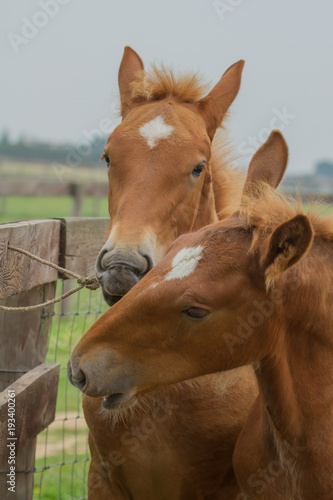 photo of a pair of Suffolk punk foals playing with a bit of rope