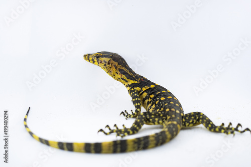 Varanus salvator, commonly known as Asian Water Monitor on a white background