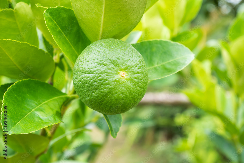 Fresh green lemon limes on tree in organic garden Fresh green lemon limes on tree in organic garden