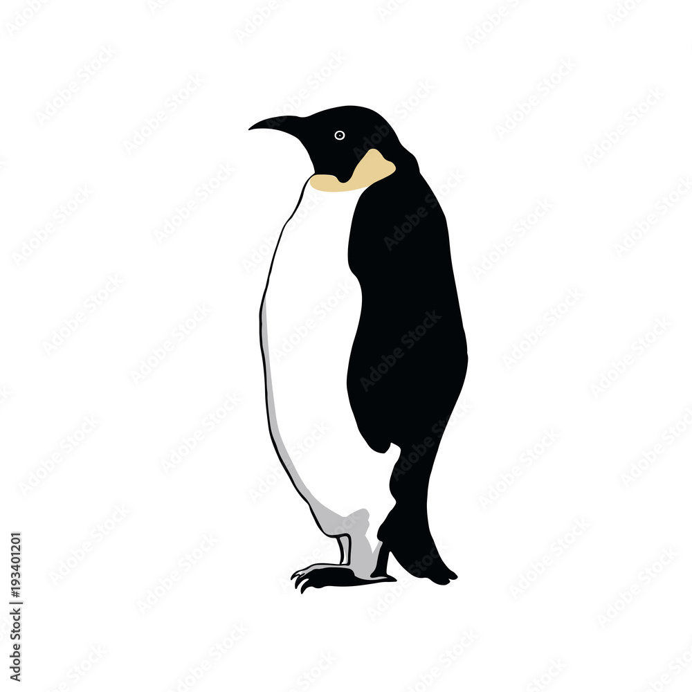 Fototapeta premium Penguin . Hand drawing sketch on white background.