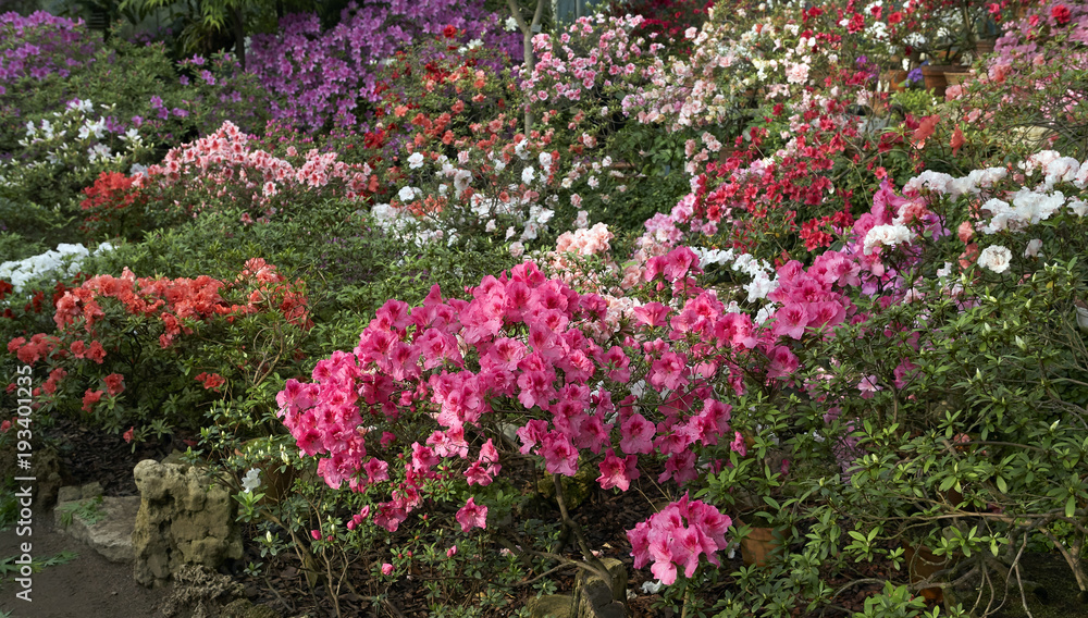 Rhododendron Rhododendron