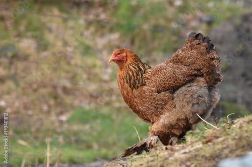rebhuhnfarbige Brahma Henne geht im Auslauf herum