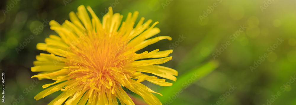 Macro shot of dandelion flower. Macro shot of dandelion flower.