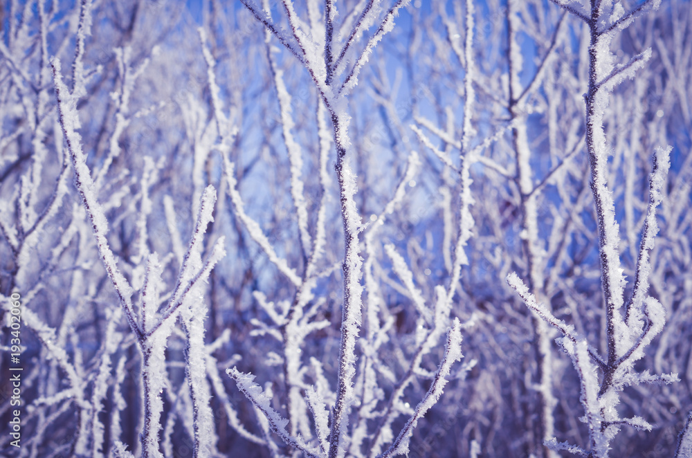 Iced branches of trees