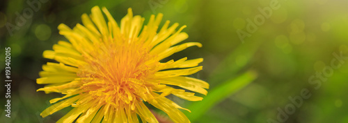 Macro shot of dandelion flower.