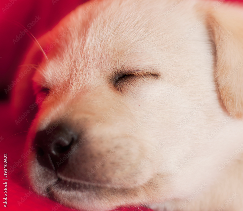 little labrador dog little labrador dog