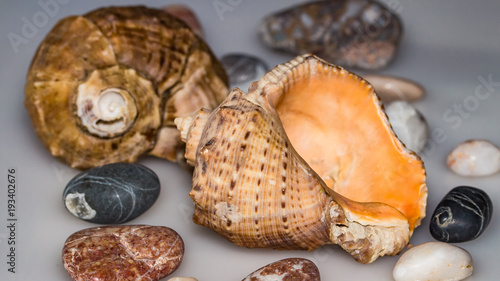 Wallpaper Mural дары моря Torontodigital.ca