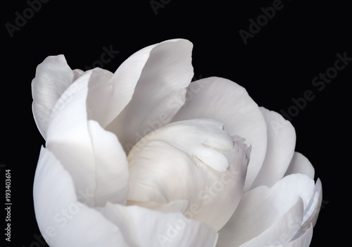 White peony flower on black background. Macro photo with shallow depth of field.