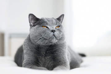 Keuken achterwand Kat Lieve grijze kat met gesloten oogjes  © Photocreo Bednarek