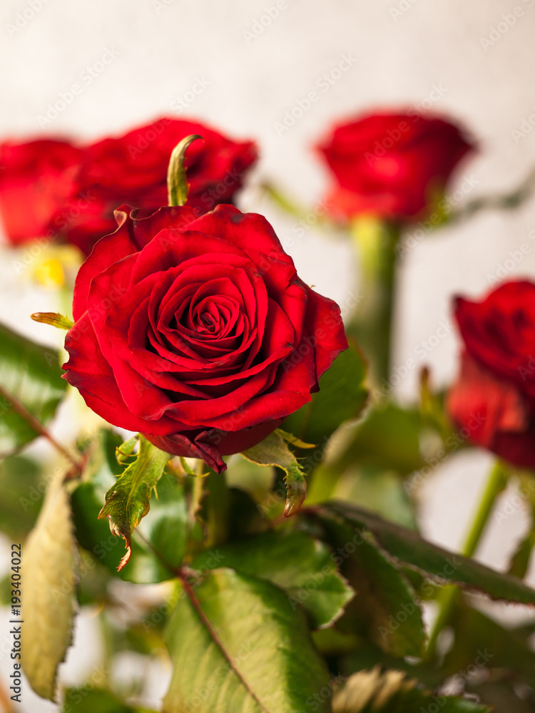 Fototapeta premium Close up bud of red rose with blurred same flowers in bouquet