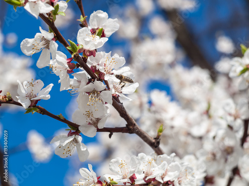 Branches of spring flowering apple tree with blue sky background