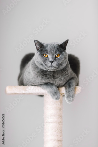 Fototapeta Naklejka Na Ścianę i Meble -  Majestic grey cat laying on the top of the scratcher.