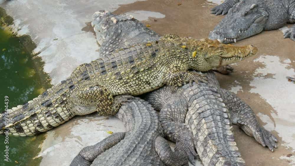 Crocodiles lie on top of each other. Top view . Crocodiles in captivity. Crocodiles lie on top of each other. Top view . Crocodiles in captivity.