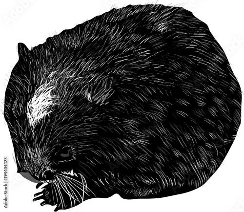 wombat sketch isolated on white