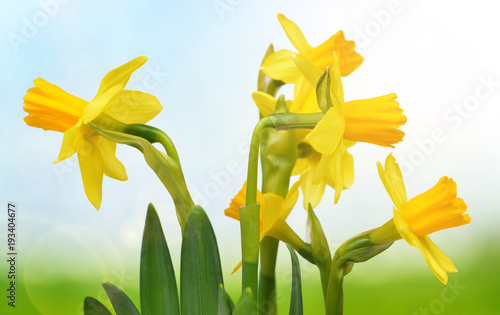 Fototapeta Naklejka Na Ścianę i Meble -  Yellow Narcissus flowers on blurred nature background. Spring season.