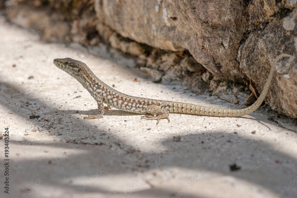 Lézard des murailles (Podarcis muralis) Lézard des murailles (Podarcis muralis)