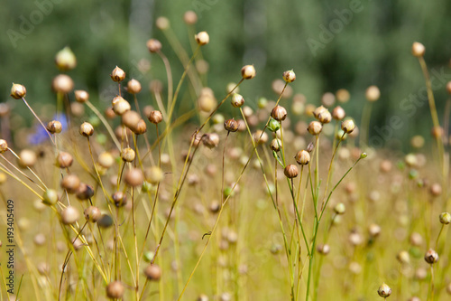 ripening flax on the field