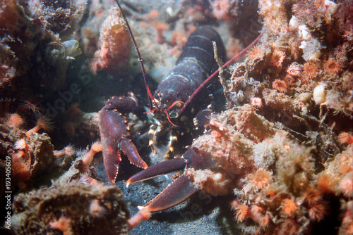 Lobster walking between red anemone photo