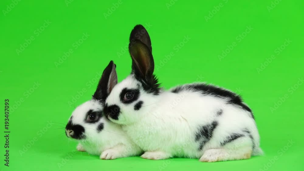 two rabbit on green screen two rabbit on green screen