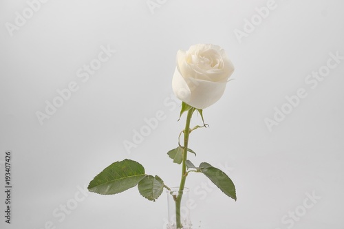 white rose on white background in studio photo