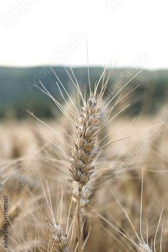 Wheat field 05