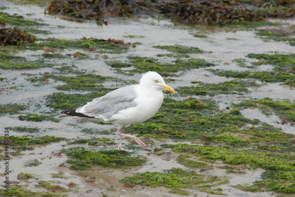 Fototapeta premium Ile Anglo Normande Jersey